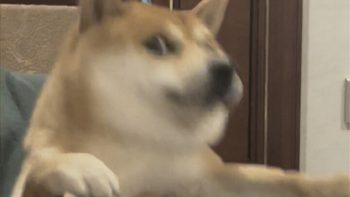 你猜我为什么不摇大黄面包