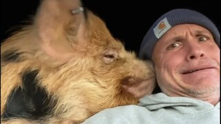 Socially awkward pig has no respect for personal space