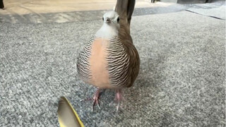 鸠子的求偶对象总是很抽象