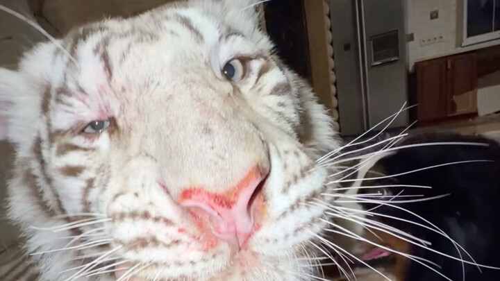 🦓: Mom, I’m back from a fight 🤕