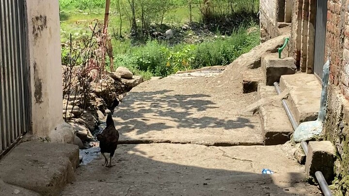 pakistan swat
