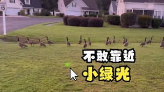 Do Canada geese flee at the sight of green light?