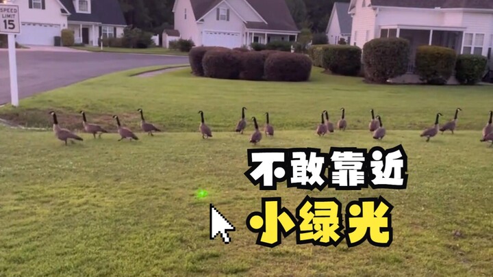 Do Canada geese flee at the sight of green light?