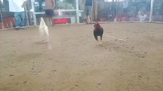 win win sweater gilmore