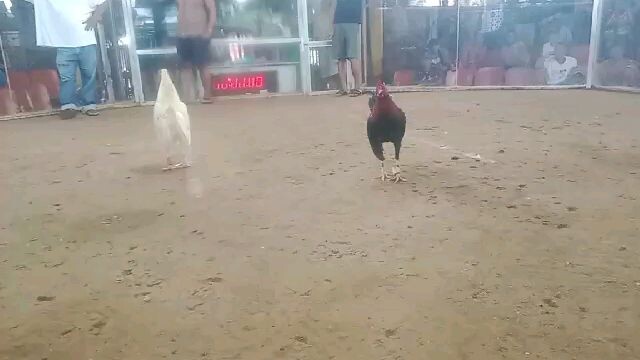 win win sweater gilmore