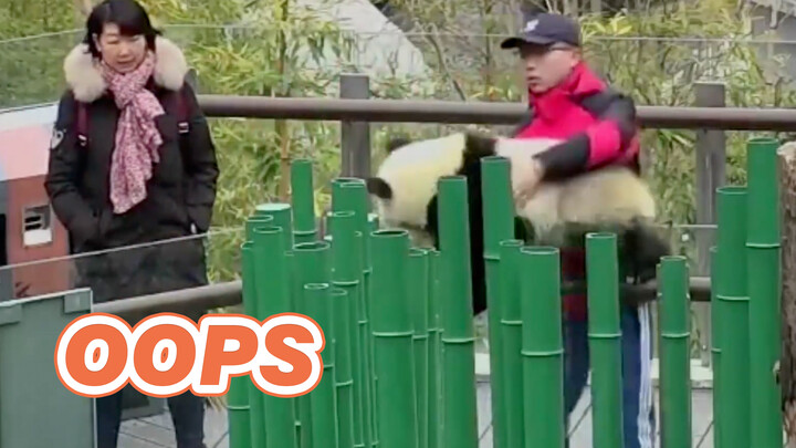 [Hewan]Saat bayi panda ingin menyelinap keluar...