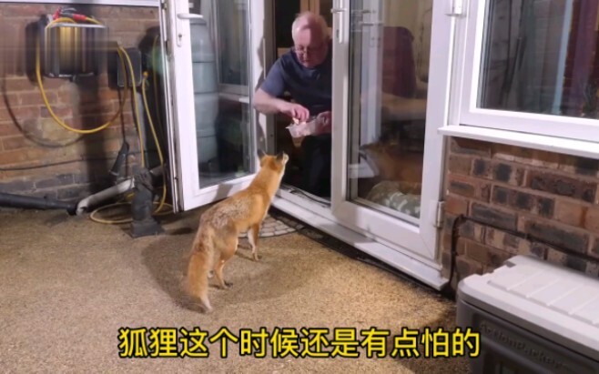 A fox ran into the old man’s house to ask for food and ended up becoming a regular visitor.