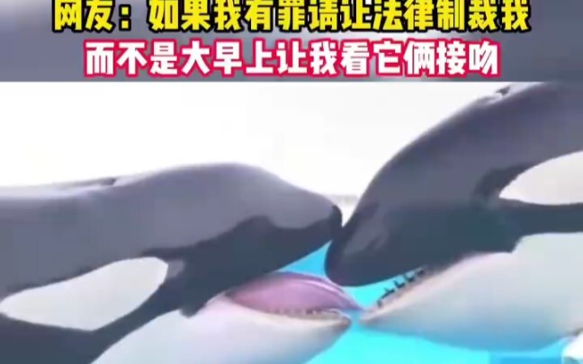 Cư dân mạng: Nếu tôi có tội, hãy để pháp luật trừng phạt tôi, chứ đừng bắt tôi dậy sớm xem hai con n