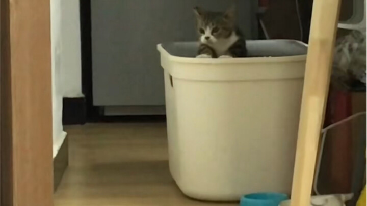 Folk Poop Basin Artist