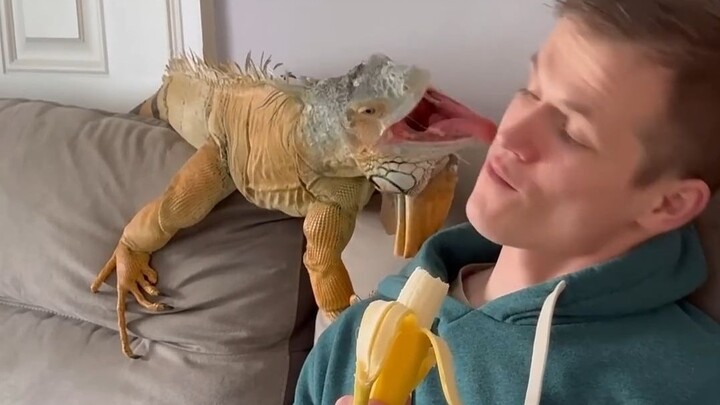 สัตว์เลี้ยงปีนป่ายมีความรู้สึกจริงๆ นะ แถมยังอ้อนจุ๊บคุณด้วย!