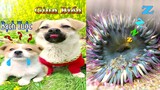 Thú Cưng TV | Dương KC Pets | Bông ham ăn Bí Ngô Cute #45 | chó vui nhộn | funny cute smart dog pets