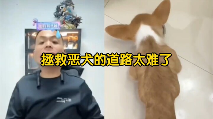 【Phan Hồng livestream】Con đường cứu hộ chó dữ quá gian nan