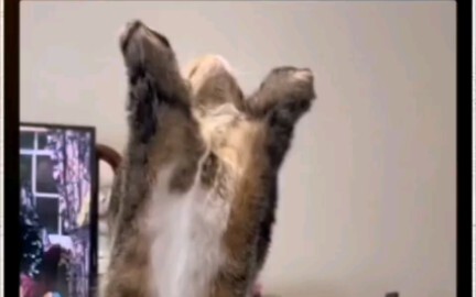 Kucing dinosaurus