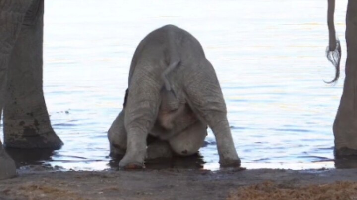 On How I Reincarnated as a Baby Elephant But Can’t Use My Trunk to Drink Water
