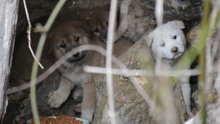 Found a litter of adorable, tiny puppies in the little ravine near my home—so cute and feisty!