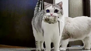 Kucing itu membawa tikus di mulutnya, mencari-cari orang di mana-mana, bahkan mengumpat.