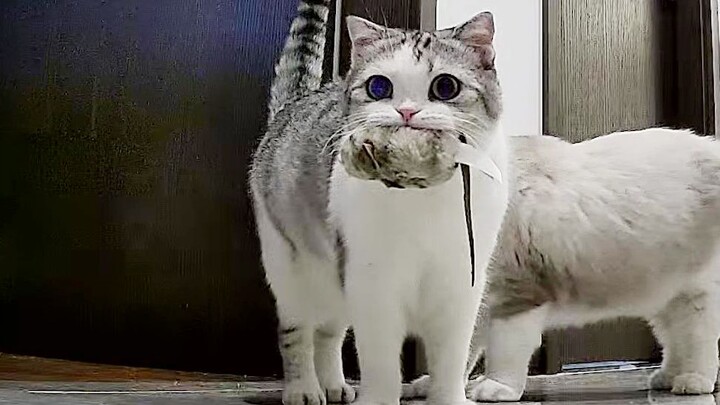 猫咪叼着老鼠到处找人，甚至骂骂咧咧