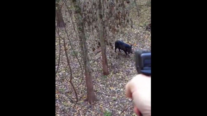 Con lợn rừng đã chữa khỏi trầm cảm bằng súng Glock