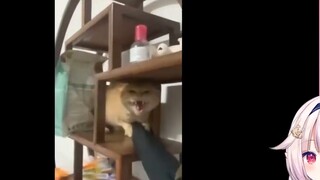 โลลิต้าชาวญี่ปุ่นมองไปที่ชายชราหัวกลมและถามว่าทำไมแมวถึงไม่มีหู?