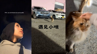 当你和朋友们在外面看到了一只猫猫