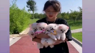 รวมคลิปสุนัขตัวจิ๋ว Ep 16