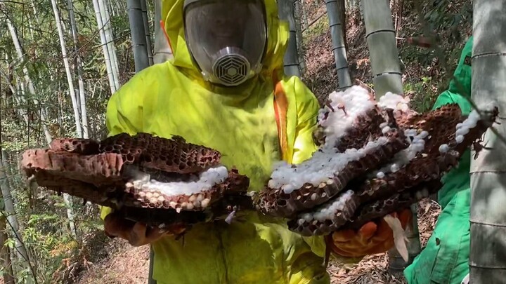 A hornet is wreaking havoc on the apiary. Ziwei chases it deep into the bamboo forest and dangerousl