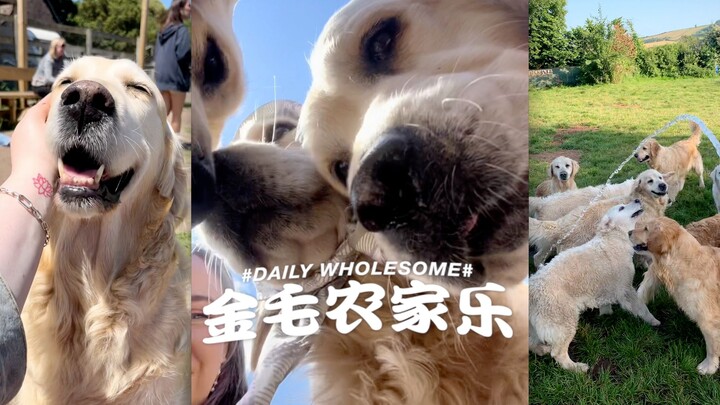 [@GoldenRetrieverLover] Somerset Golden Retriever Farm Stay