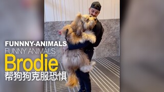 brodie害怕金属地板，主人当然要来帮她克服难关拉