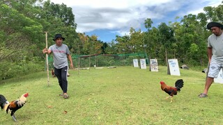 garfield grey vs boston mcwhite (broodcocks)
