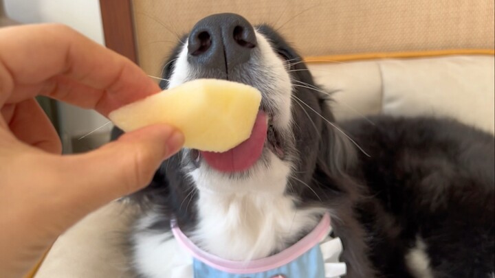 Immersive apple-eating experience