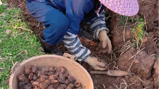 Tahun ini terlalu sulit. Pasar kastanye air sedang buruk. Banyak petani yang berhenti menggalinya. M