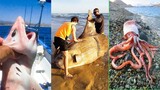 Catching Seafood 🦀🐙 ASMR Relaxing (Catch Shark , Catch Fish ,Deep Sea Monster ) #448
