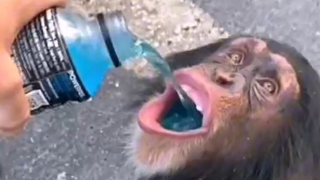 لم يشرب هاو غه هذا الطعم اللذيذ مرة أخرى في هذه الحياة