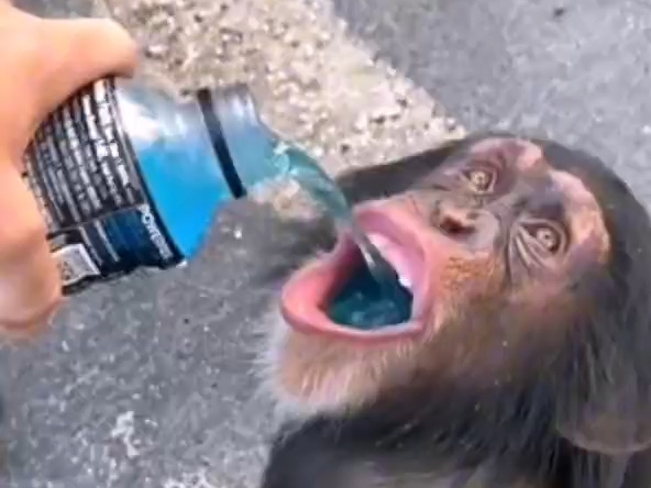 猴哥今世再也没喝过这种美味