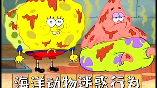 ⚡️海 洋 动 物 迷 惑 行 为⚡️（二）