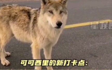 Hoh Xil’s New Check-in Spot: The Internet-Famous Wolf Haha Haha Haha — Eating Himself into a Fat Bal
