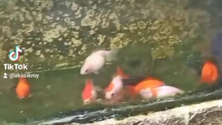 pearl scale oranda short  tail