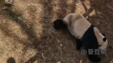 Tree: I'm exhausted—let's destroy it all! #GiantPanda