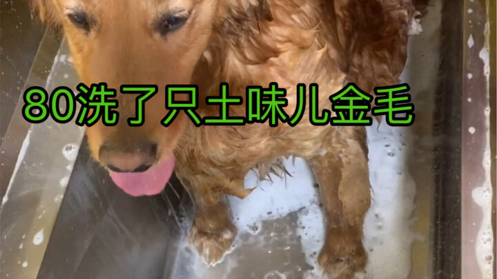 80 washes and this Golden Retriever still looks so cringey!