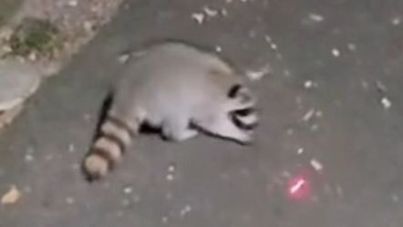 Mengusik rakun kecil di depan pintu dengan pena laser