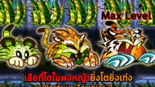 เสือที่โตในพงหญ้ายิ่งโตยิ่งเก่ง Plants vs Zombies 2