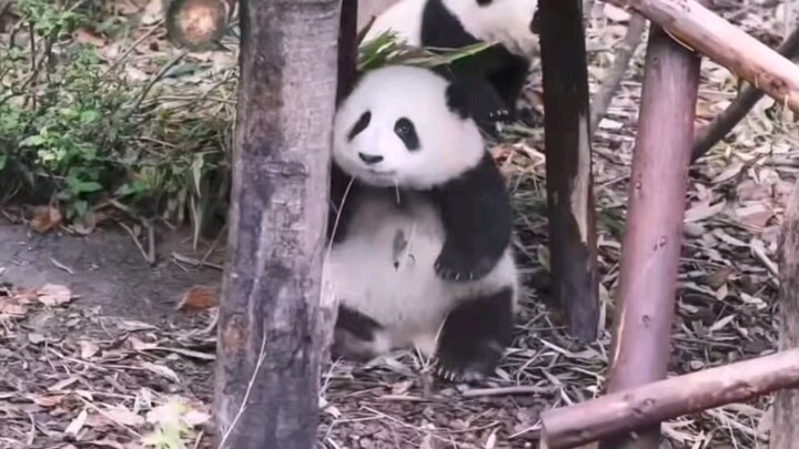 [Healing] Hua Baoji | From Tiny Cutie to Grown-Up