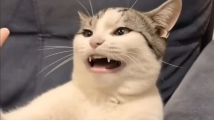 Funny Cat Just trying to make laugh 😂