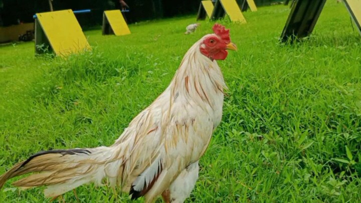 #4msgamefowl... bagong materyales... #AZ-DOY GAME FARM