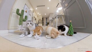 Hua Hua and the Three Cats' 'Little Jumping Cat' Cut — May this new year bring you lots of cozy cat-