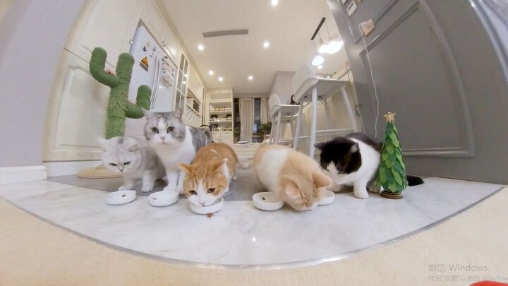 كوت لـ "هوا هوا وثلاثة قطط" من أغنية "الهرة الصغيرة القافزة"— في العام الجديد أيضًا، دعونا نستمتع بم