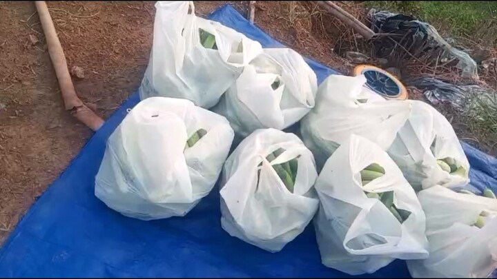 আলহামদুলিল্লাহ