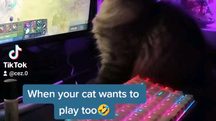 my cat wants to play too✌️🥰