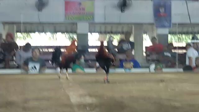 2nd fight of spl gf88. using also a 3/4sbr 1/4 tornado cross