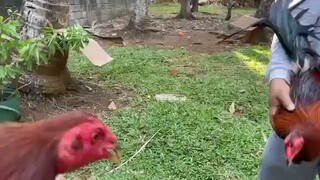 ayam ayam #7